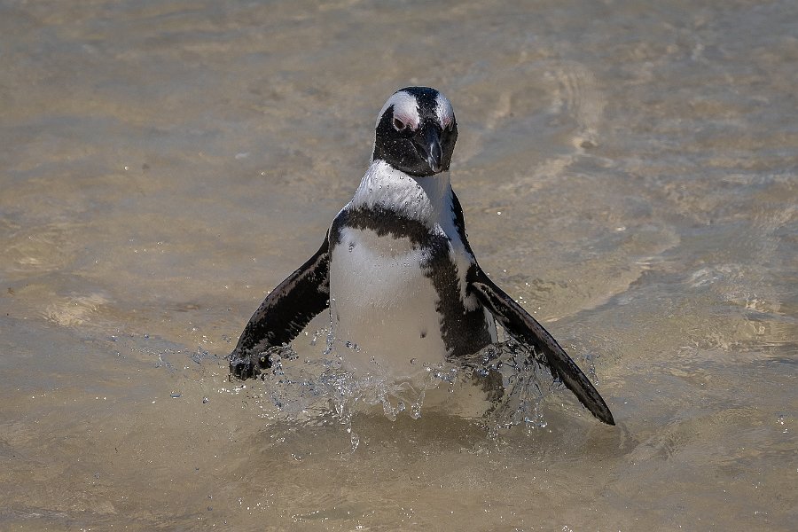 147 Boulders Beach, Zuid-Afrika.jpg
